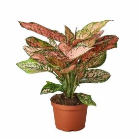Chinese Evergreen 'Lady Valentine' (size: 6" Pot)