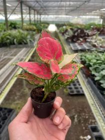 Chinese Evergreen 'Lady Valentine' (size: 2" Pot)